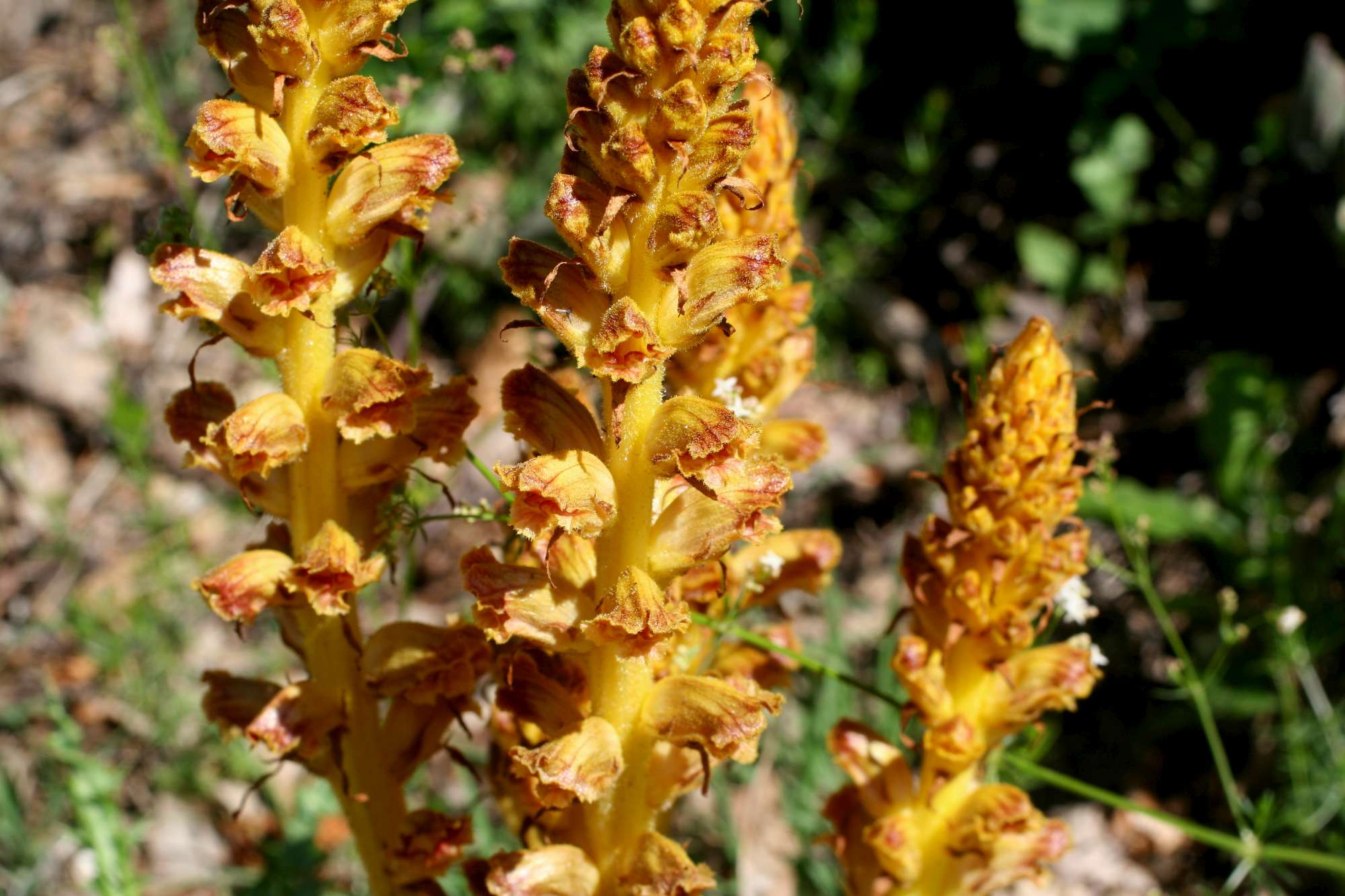 Orobanche gracilis / Succiamele rossastro